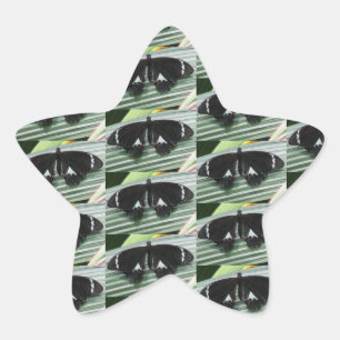 Zwarte en witte vlinder ster sticker