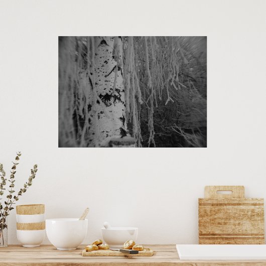 Zwarte en Witte Weeping Birch Poster (Keuken)