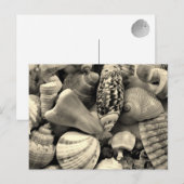 Zwarte en witte zeeschelpen Blank Briefkaart (Voorkant / Achterkant)