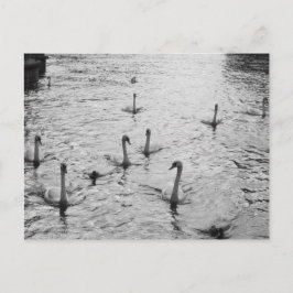 Zwarte en witte zwanen briefkaart