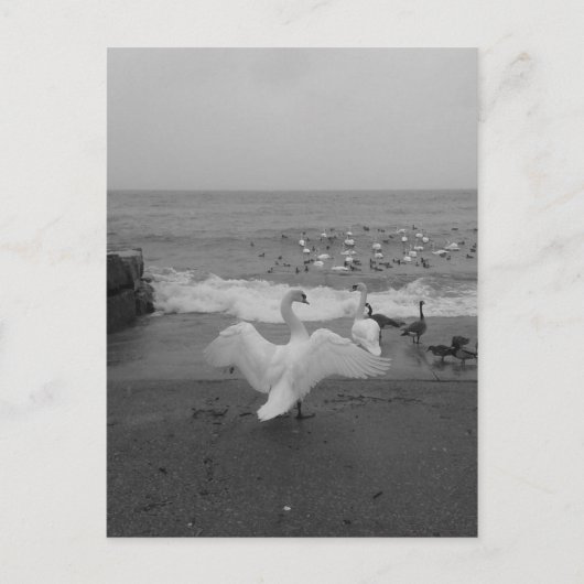 Zwarte en witte zwanen en vogels op het Ontario-me Briefkaart (Voorkant)