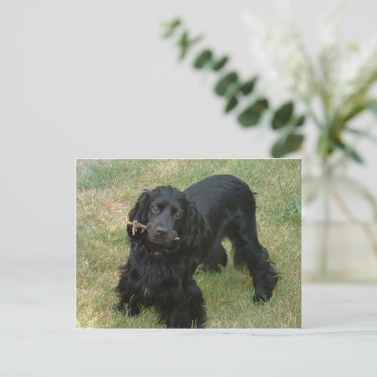 zwarte engelse cocker spaniel vol 2 briefkaart (Staand voorkant)