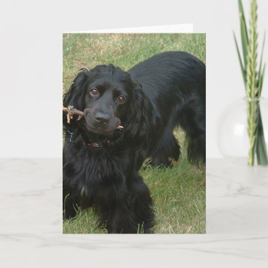 zwarte engelse cocker spaniel vol 2 kaart (Voorkant)