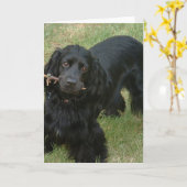 zwarte engelse cocker spaniel vol 2 kaart (Gele Bloem)