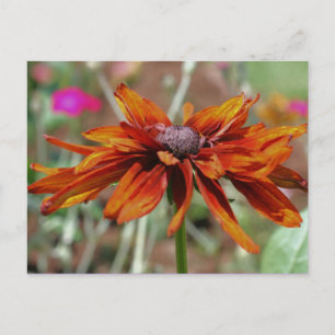 Zwarte Eyed Susan Flower Photography Postcard Briefkaart