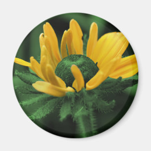 Zwarte Eyed Susan op Groene Bloem Magneet