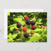 Zwarte frambozen, vers briefkaart (Voorkant / Achterkant)