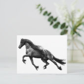 Zwarte friesse hengst - briefkaart van friet (Staand voorkant)