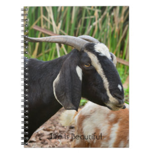 Zwarte Geit Kauai (mijn fotografie) Notitieboek