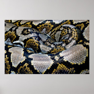 Zwarte, gele en grijze python poster