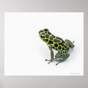Zwarte gepotte groene giftige kunstkikker poster