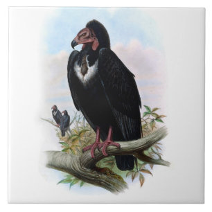 zwarte gier vogeldier illustratie tegeltje
