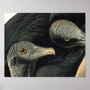 Zwarte Gieren, John James Audubon Poster