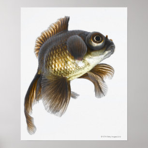 Zwarte goudvis (Carassius auratus) 2 Poster