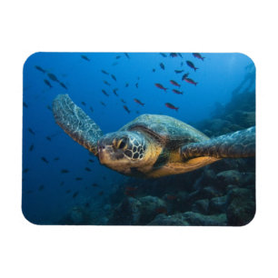 Zwarte (Groene) Schildpad (Chelonia agassizi) Magneet