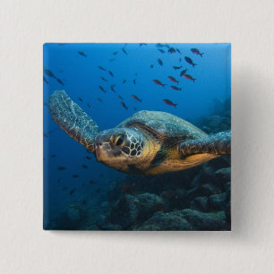 Zwarte (Groene) Schildpad (Chelonia agassizi) Vierkante Button 5,1 Cm