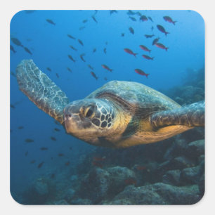 Zwarte (Groene) Schildpad (Chelonia agassizi) Vierkante Sticker