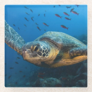 Zwarte (Groene) Zeeschildpad (Chelonia agassizi) Glazen Onderzetter