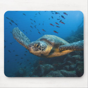 Zwarte (Groene) Zeeschildpad (Chelonia agassizi) Muismat