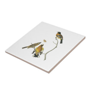 Zwarte Grosbeak van Audubon Tegeltje