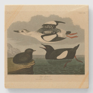 Zwarte Guillemot uit Audubon's Birds of America Stenen Onderzetter