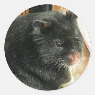 Zwarte hamster ronde sticker