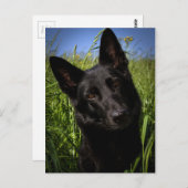 zwarte herder briefkaart (Voorkant / Achterkant)