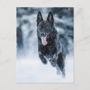 Zwarte herder in het Hoesje van de sneeuwdekooter Briefkaart