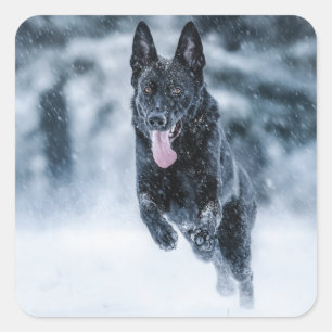 Zwarte herder in het Hoesje van de sneeuwdekooter Vierkante Sticker