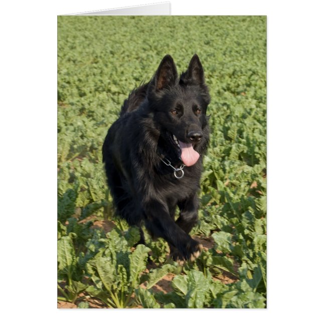 Zwarte hond (Voorkant)