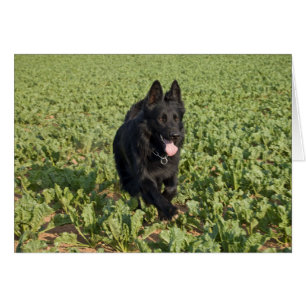 Zwarte hond