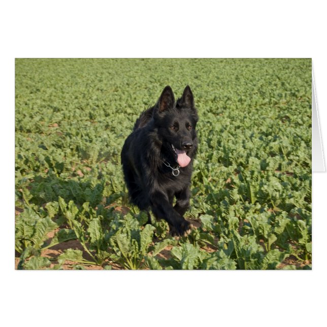 Zwarte hond (Voorkant Horizontaal)