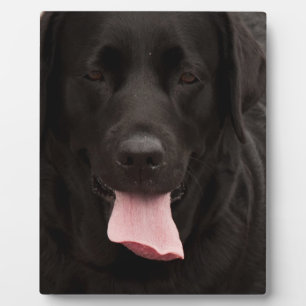 Zwarte hond fotoplaat
