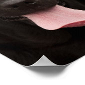 Zwarte hond poster (Hoek)