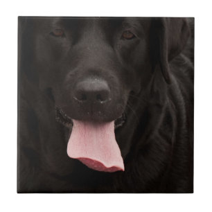 Zwarte hond tegeltje