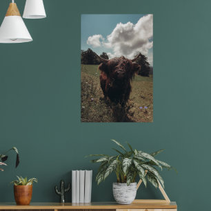 Zwarte hoogland Schotse koe grazend retro Poster