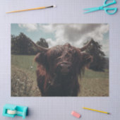 Zwarte hoogland Schotse koe grazend retro Tissuepapier (Craft)