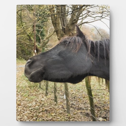 ZWARTE HORSE FOTOPLAAT (Voorkant)