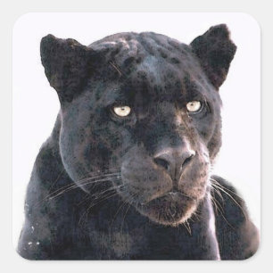 Zwarte Jaguar vierkante Stickers