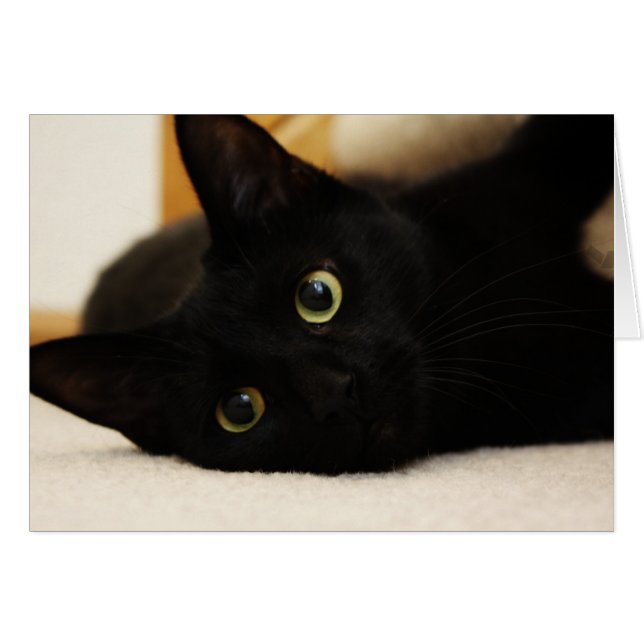 Zwarte kat (Voorkant Horizontaal)