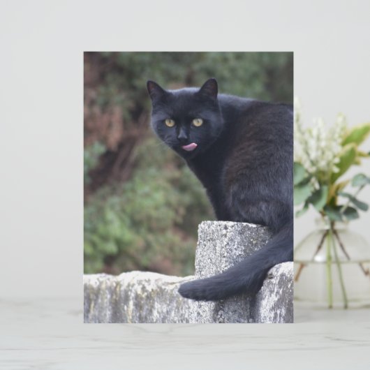 Zwarte kat (Staand voorkant)