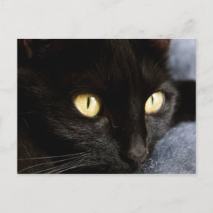 zwarte kat briefkaart