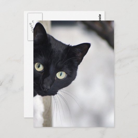 Zwarte kat briefkaart (Voorkant / Achterkant)