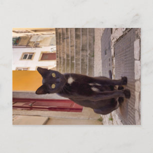 Zwarte kat briefkaart