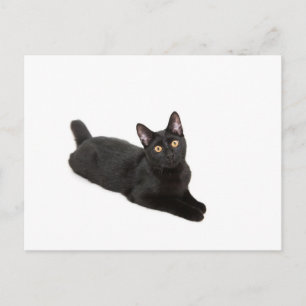 Zwarte kat briefkaart