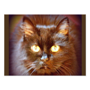 zwarte kat foto afdruk
