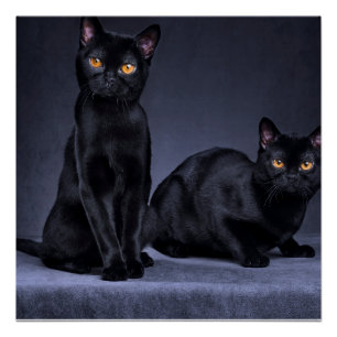 zwarte kat Glossy Poster Perfect Poster