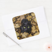 Zwarte kat in herfstbladeren vierkante sticker (Envelop)