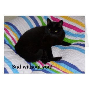 Zwarte kat in het bed