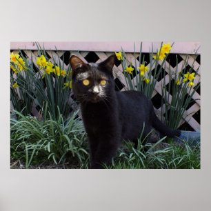 Zwarte kat in het Poster Daffodils